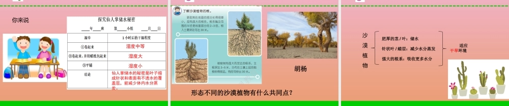 三年级科学下册 第二单元 植物与环境 6 沙漠里的植物课件2 苏教版-苏教版小学三年级下册自然科学课件