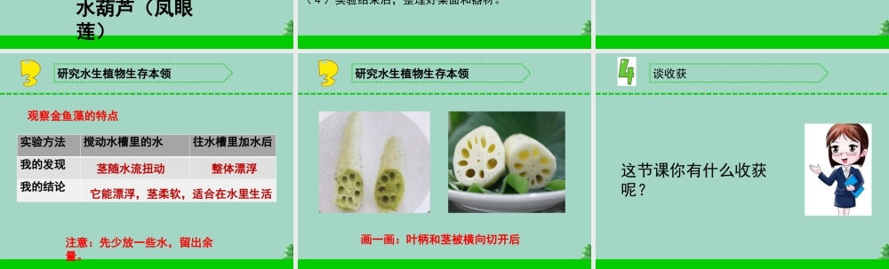 三年级科学下册 第二单元 植物与环境 7 水里的植物课件1 苏教版-苏教版小学三年级下册自然科学课件