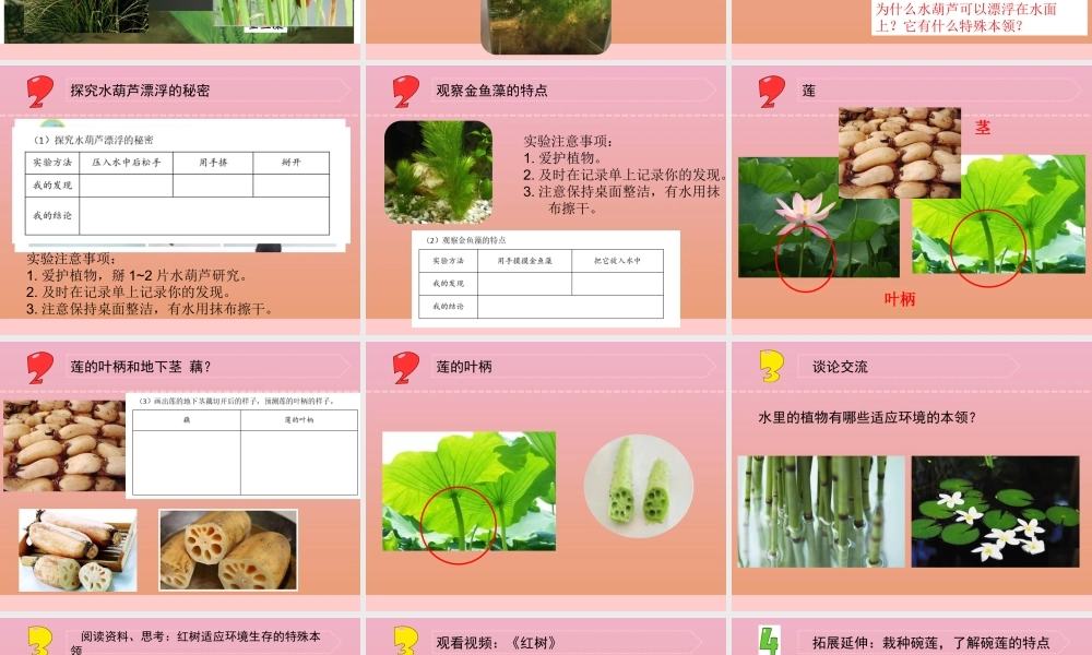 三年级科学下册 第二单元 植物与环境 7 水里的植物课件3 苏教版-苏教版小学三年级下册自然科学课件