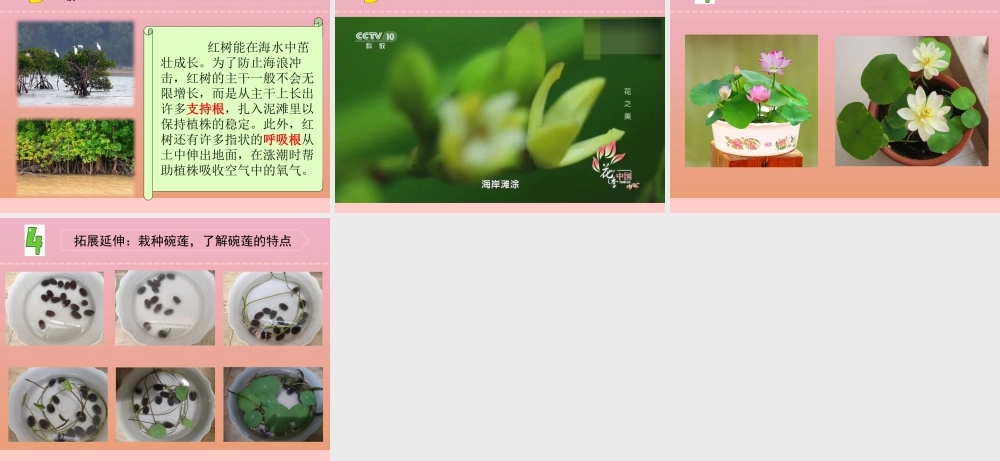 三年级科学下册 第二单元 植物与环境 7 水里的植物课件3 苏教版-苏教版小学三年级下册自然科学课件