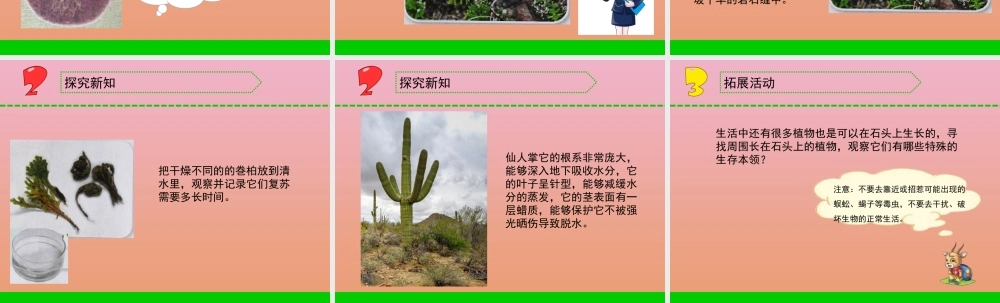 三年级科学下册 第二单元 植物与环境 8 石头上的植物课件2 苏教版-苏教版小学三年级下册自然科学课件