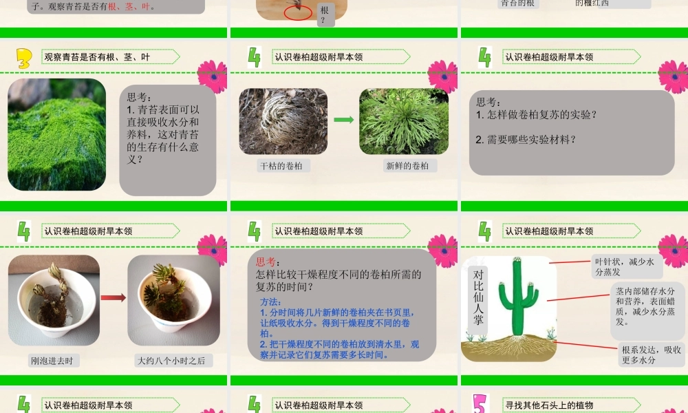 三年级科学下册 第二单元 植物与环境 8 石头上的植物课件3 苏教版-苏教版小学三年级下册自然科学课件
