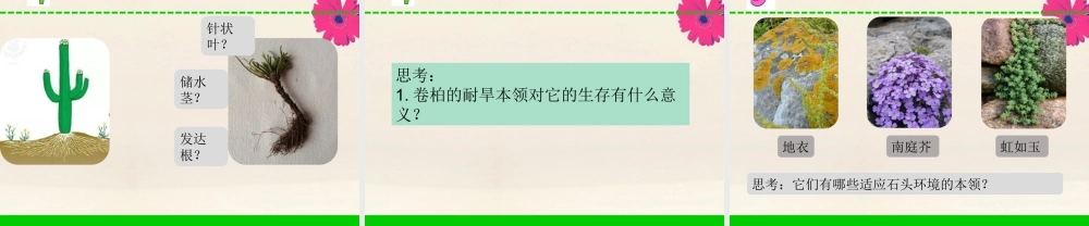 三年级科学下册 第二单元 植物与环境 8 石头上的植物课件3 苏教版-苏教版小学三年级下册自然科学课件