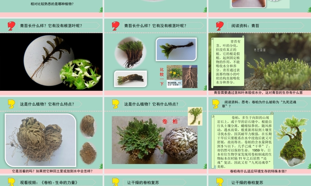 三年级科学下册 第二单元 植物与环境 8 石头上的植物课件4 苏教版-苏教版小学三年级下册自然科学课件