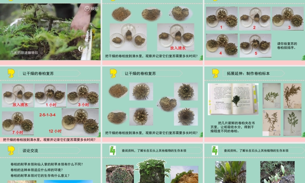 三年级科学下册 第二单元 植物与环境 8 石头上的植物课件4 苏教版-苏教版小学三年级下册自然科学课件