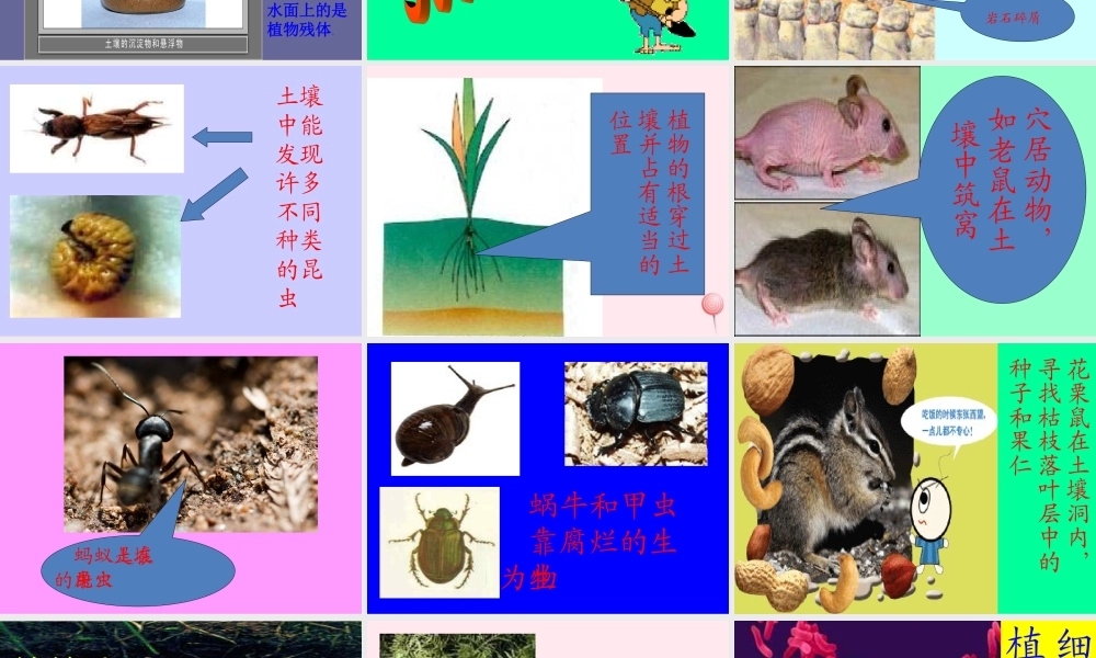 三年级科学下册 第三单元 第10课《土壤里有什么》课件1 青岛版五四制-青岛版小学三年级下册自然科学课件