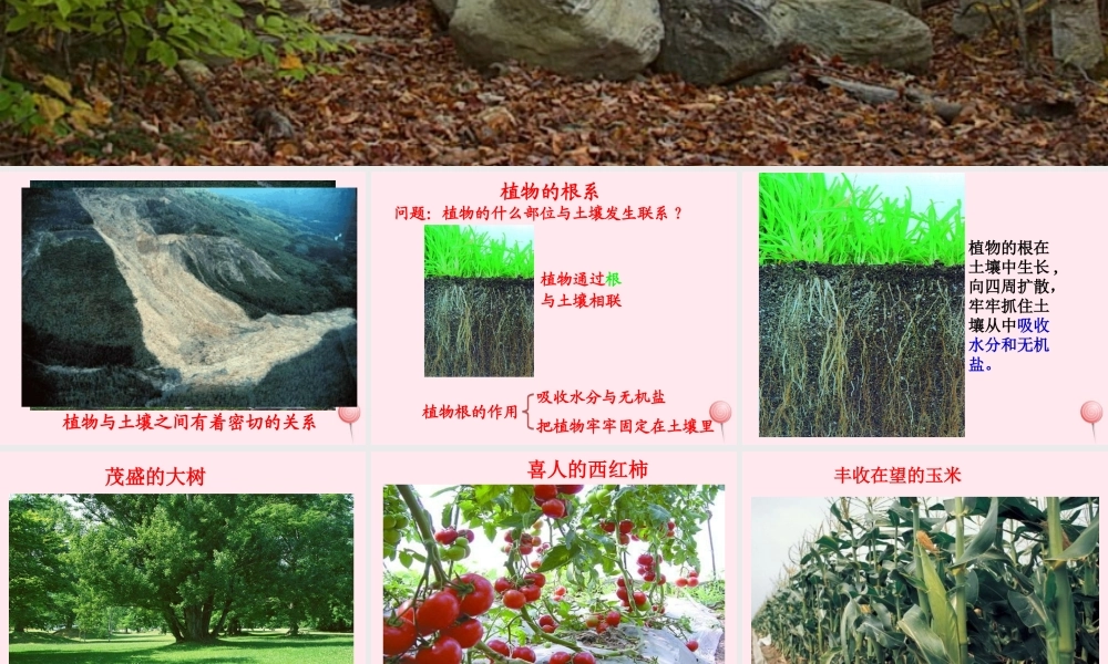 三年级科学下册 第三单元 第12课《土壤与植物》课件1 青岛版五四制-青岛版小学三年级下册自然科学课件