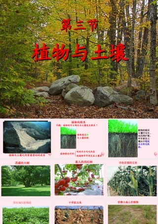 三年级科学下册 第三单元 第12课《土壤与植物》课件1 青岛版五四制-青岛版小学三年级下册自然科学课件