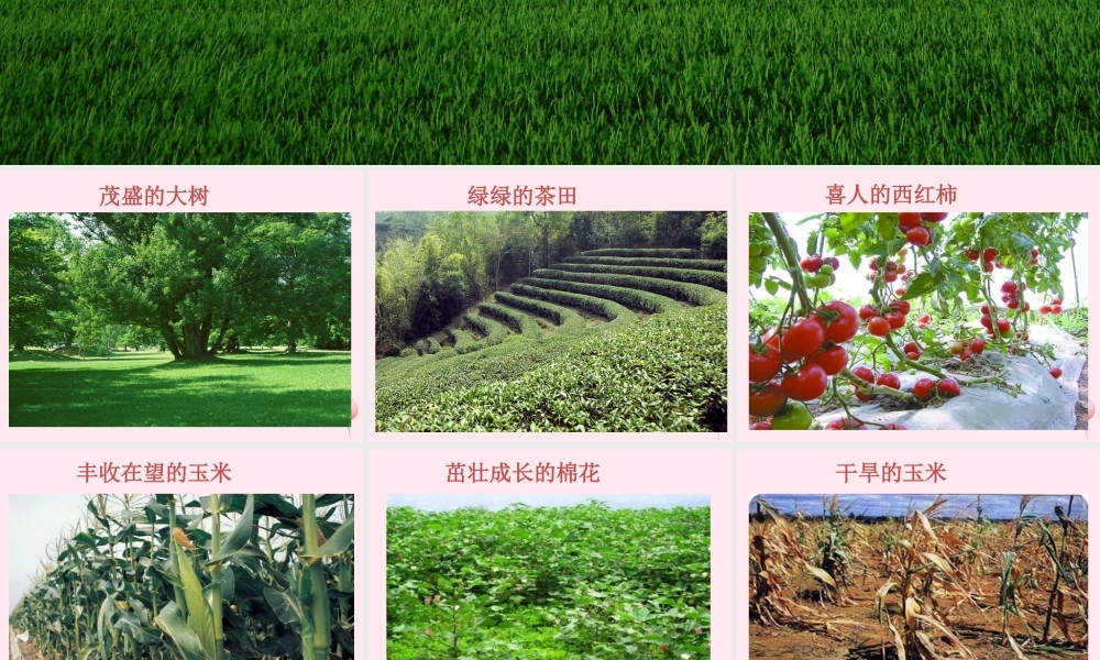 三年级科学下册 第三单元 第12课《土壤与植物》课件2 青岛版五四制-青岛版小学三年级下册自然科学课件