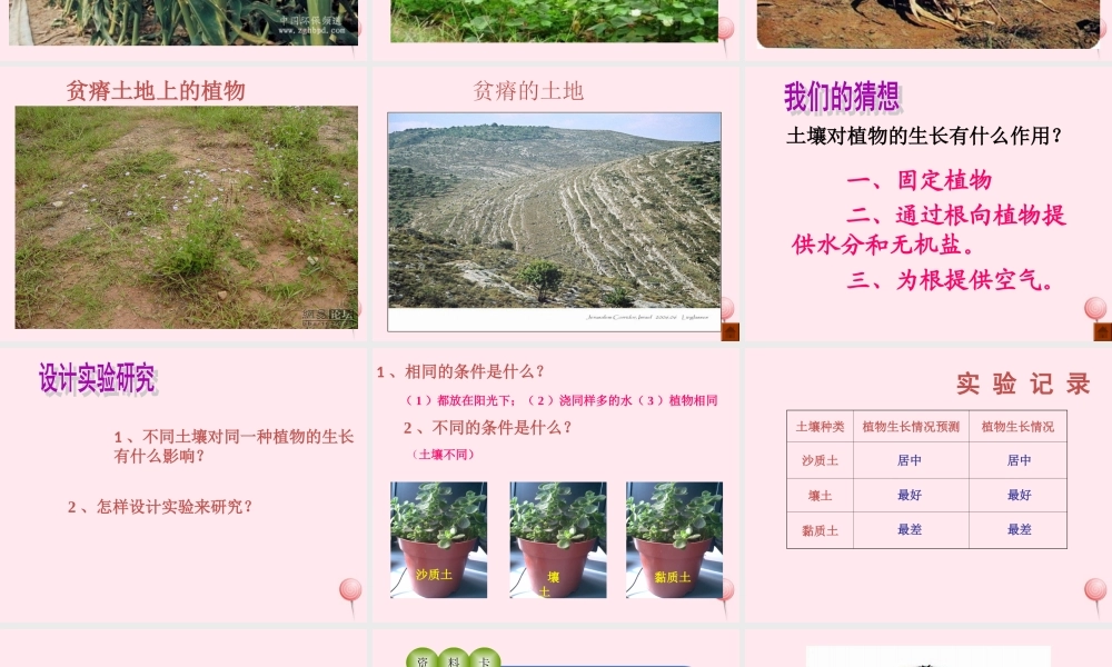 三年级科学下册 第三单元 第12课《土壤与植物》课件2 青岛版五四制-青岛版小学三年级下册自然科学课件