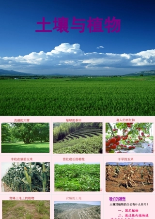 三年级科学下册 第三单元 第12课《土壤与植物》课件2 青岛版五四制-青岛版小学三年级下册自然科学课件
