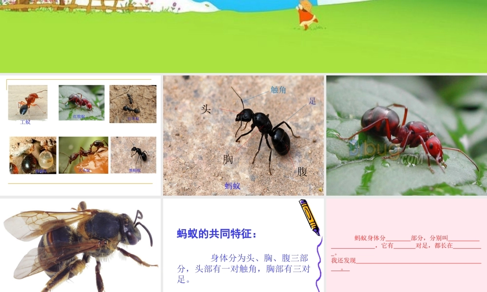 三年级科学下册 第四单元 第15课《蚂蚁》课件1 青岛版五四制-青岛版小学三年级下册自然科学课件