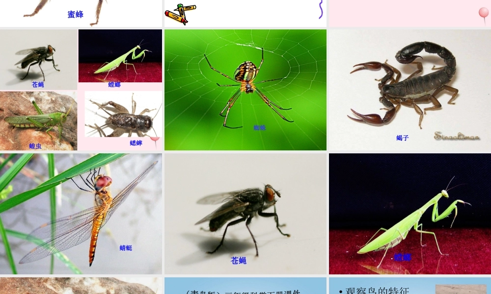 三年级科学下册 第四单元 第15课《蚂蚁》课件1 青岛版五四制-青岛版小学三年级下册自然科学课件