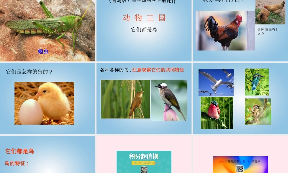 三年级科学下册 第四单元 第15课《蚂蚁》课件1 青岛版五四制-青岛版小学三年级下册自然科学课件