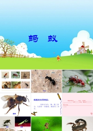 三年级科学下册 第四单元 第15课《蚂蚁》课件1 青岛版五四制-青岛版小学三年级下册自然科学课件