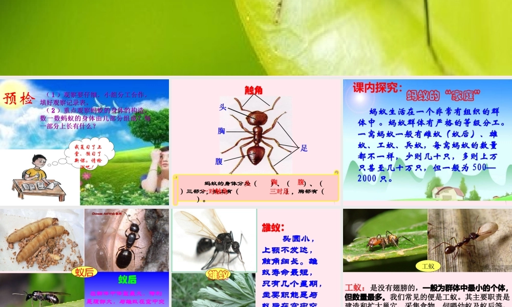 三年级科学下册 第四单元 第15课《蚂蚁》课件2 青岛版五四制-青岛版小学三年级下册自然科学课件