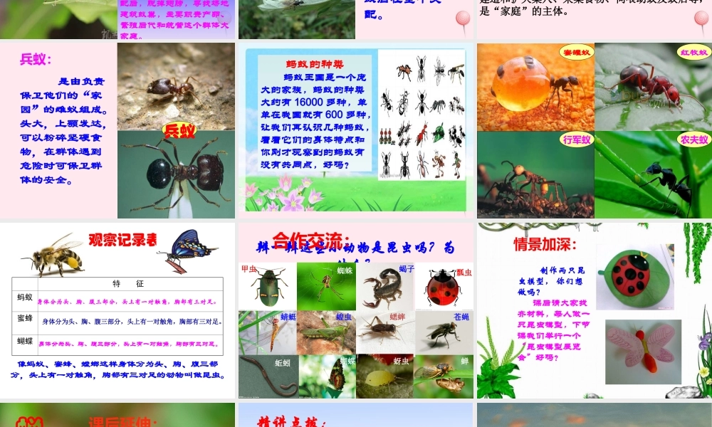 三年级科学下册 第四单元 第15课《蚂蚁》课件2 青岛版五四制-青岛版小学三年级下册自然科学课件