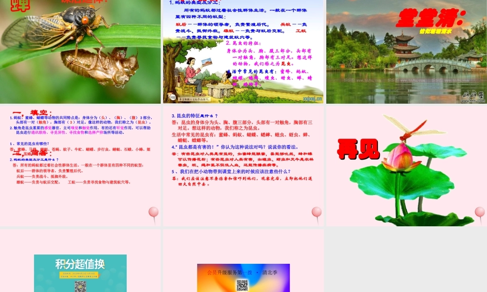 三年级科学下册 第四单元 第15课《蚂蚁》课件2 青岛版五四制-青岛版小学三年级下册自然科学课件