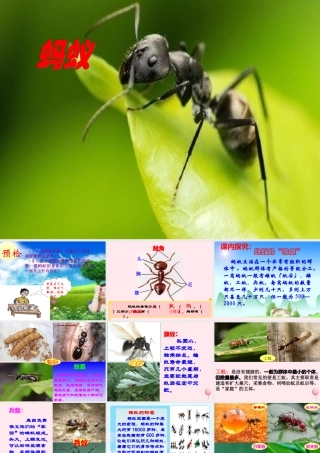 三年级科学下册 第四单元 第15课《蚂蚁》课件2 青岛版五四制-青岛版小学三年级下册自然科学课件