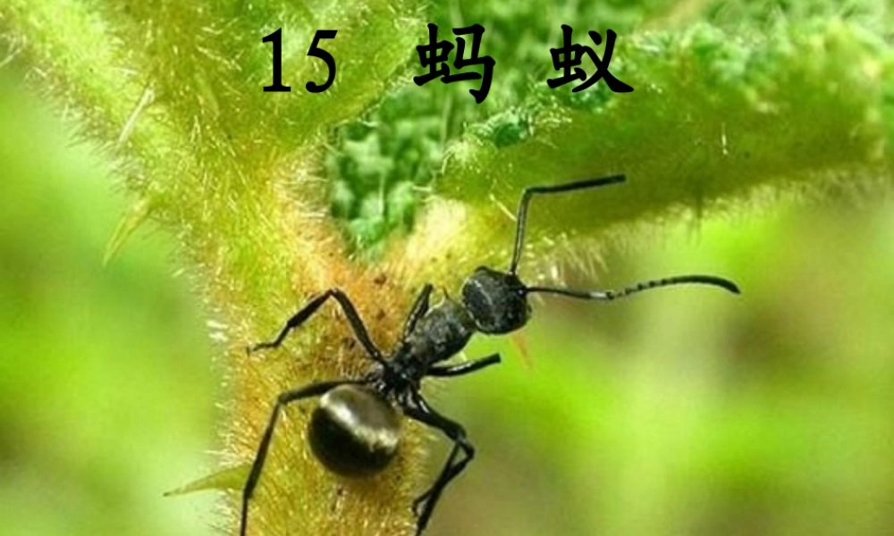 三年级科学下册 第四单元 第15课《蚂蚁》课件3 青岛版五四制-青岛版小学三年级下册自然科学课件