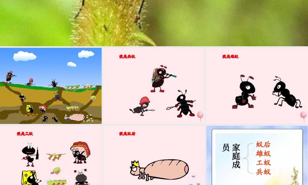 三年级科学下册 第四单元 第15课《蚂蚁》课件3 青岛版五四制-青岛版小学三年级下册自然科学课件