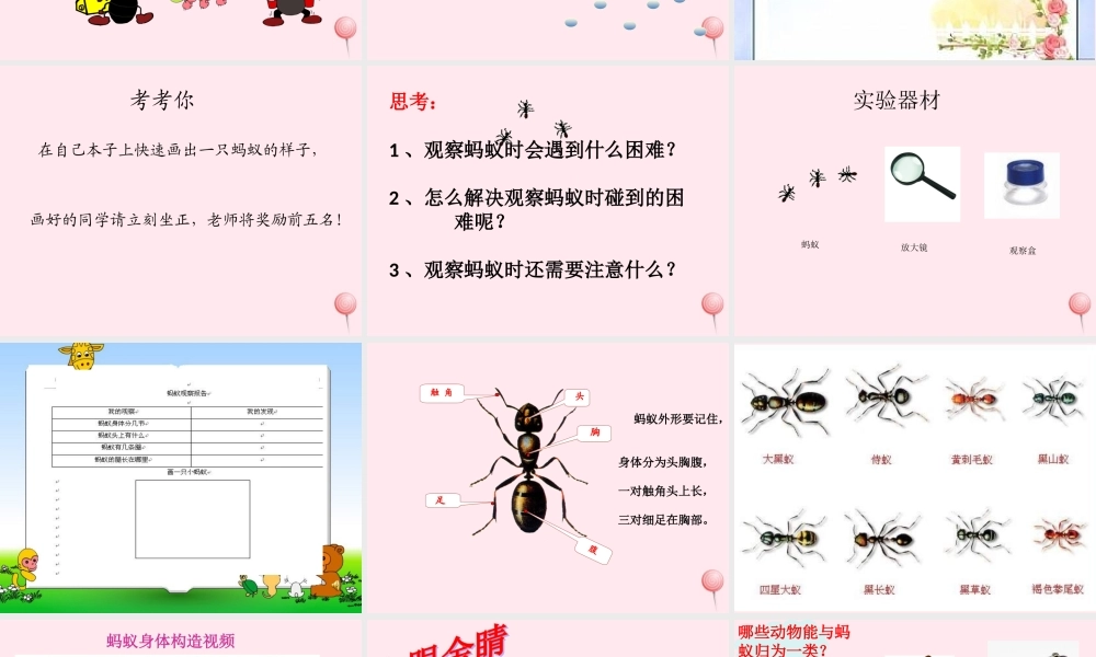 三年级科学下册 第四单元 第15课《蚂蚁》课件3 青岛版五四制-青岛版小学三年级下册自然科学课件