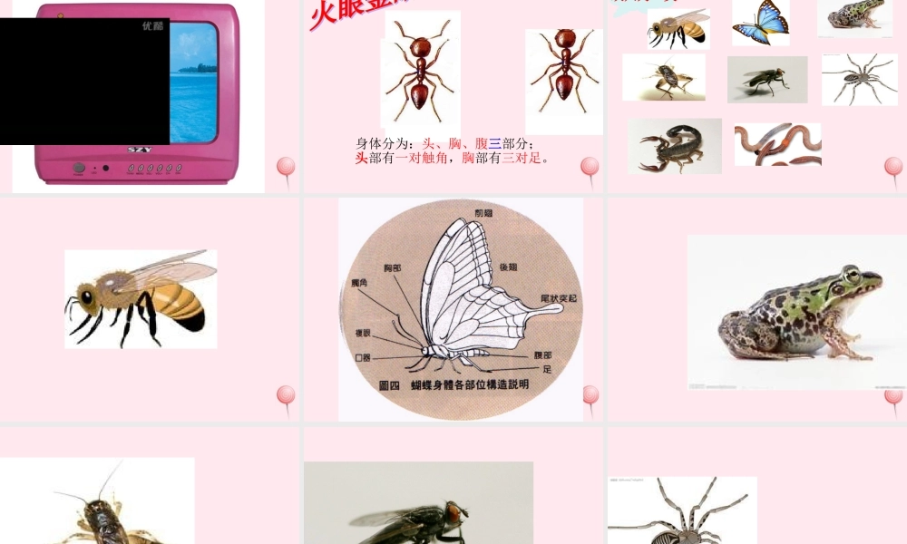 三年级科学下册 第四单元 第15课《蚂蚁》课件3 青岛版五四制-青岛版小学三年级下册自然科学课件