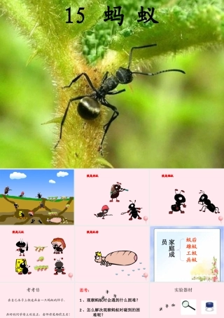 三年级科学下册 第四单元 第15课《蚂蚁》课件3 青岛版五四制-青岛版小学三年级下册自然科学课件
