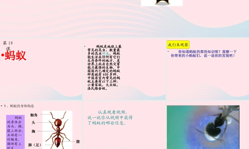 三年级科学下册 第四单元 第15课《蚂蚁》课件4 青岛版五四制-青岛版小学三年级下册自然科学课件