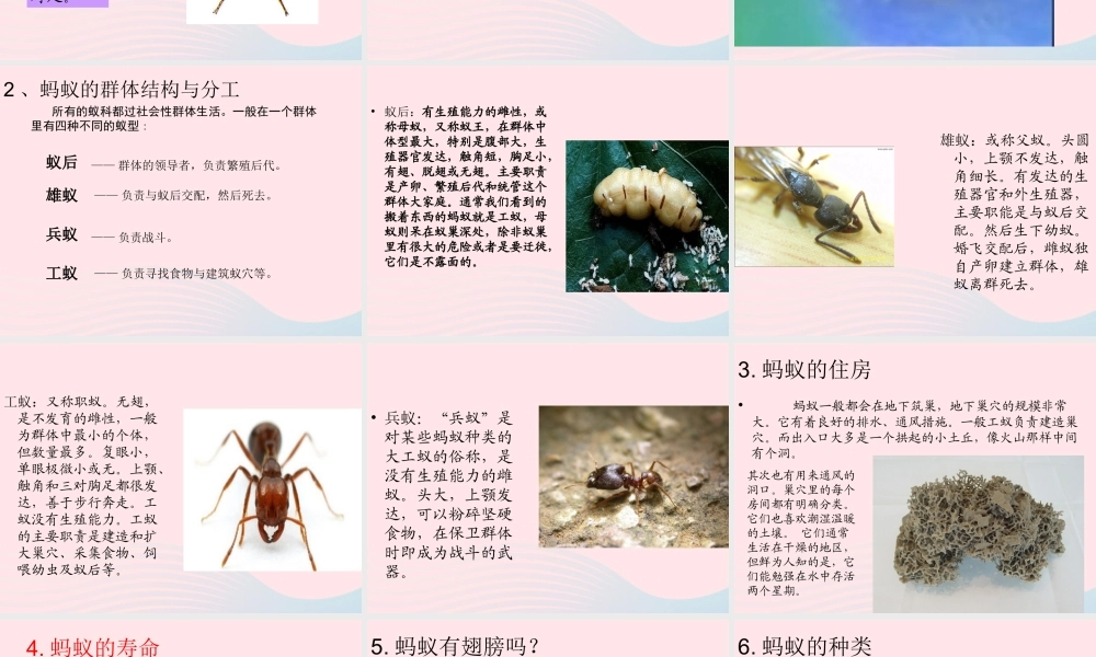 三年级科学下册 第四单元 第15课《蚂蚁》课件4 青岛版五四制-青岛版小学三年级下册自然科学课件