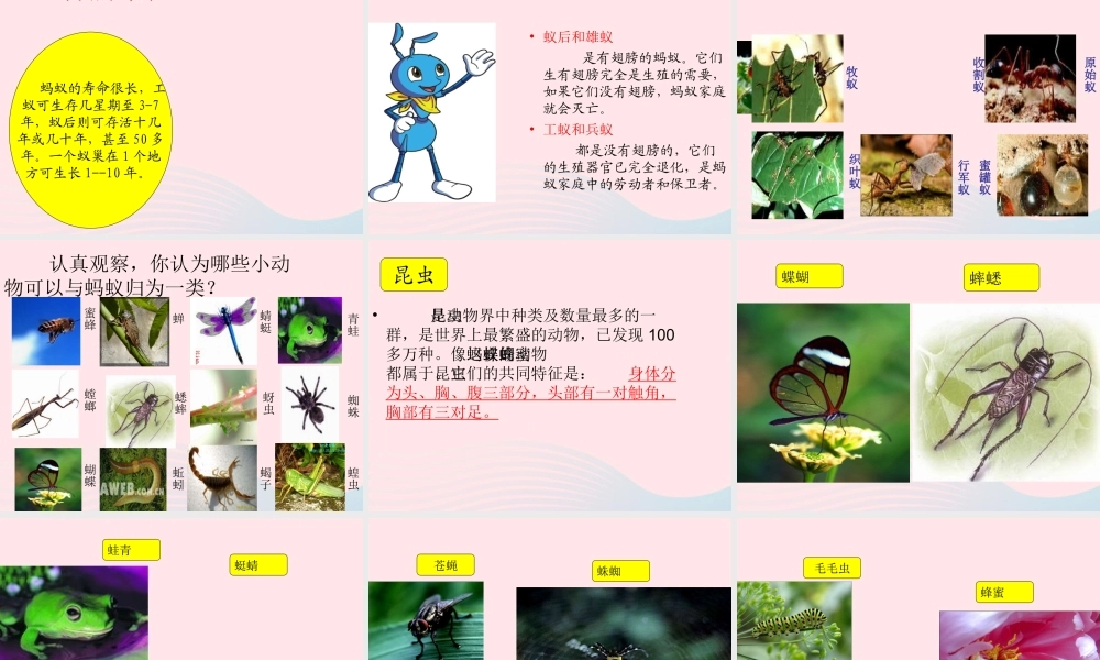 三年级科学下册 第四单元 第15课《蚂蚁》课件4 青岛版五四制-青岛版小学三年级下册自然科学课件