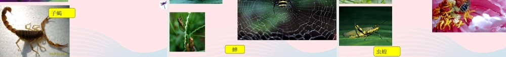 三年级科学下册 第四单元 第15课《蚂蚁》课件4 青岛版五四制-青岛版小学三年级下册自然科学课件
