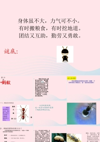 三年级科学下册 第四单元 第15课《蚂蚁》课件4 青岛版五四制-青岛版小学三年级下册自然科学课件