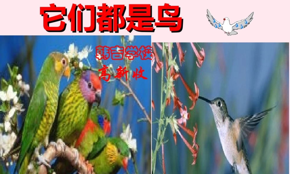 三年级科学下册 第四单元 第16课《它们都是鸟》课件1 青岛版五四制-青岛版小学三年级下册自然科学课件