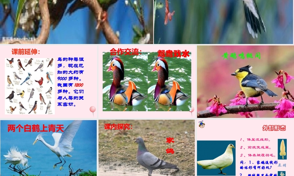 三年级科学下册 第四单元 第16课《它们都是鸟》课件1 青岛版五四制-青岛版小学三年级下册自然科学课件