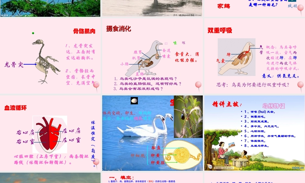 三年级科学下册 第四单元 第16课《它们都是鸟》课件1 青岛版五四制-青岛版小学三年级下册自然科学课件