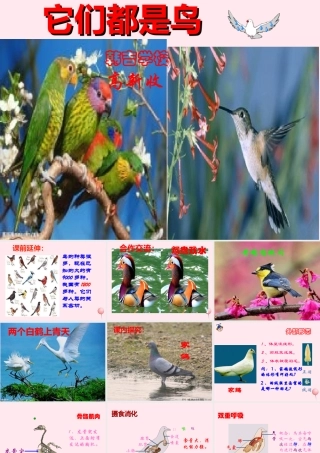 三年级科学下册 第四单元 第16课《它们都是鸟》课件1 青岛版五四制-青岛版小学三年级下册自然科学课件