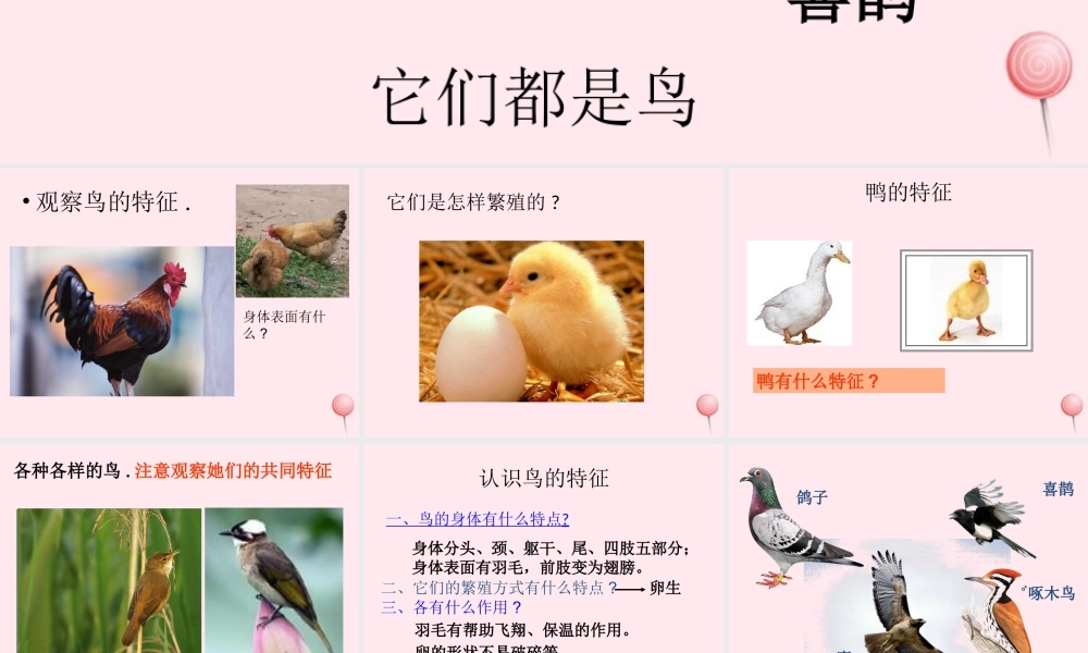 三年级科学下册 第四单元 第16课《它们都是鸟》课件2 青岛版五四制-青岛版小学三年级下册自然科学课件