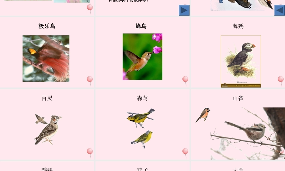 三年级科学下册 第四单元 第16课《它们都是鸟》课件2 青岛版五四制-青岛版小学三年级下册自然科学课件