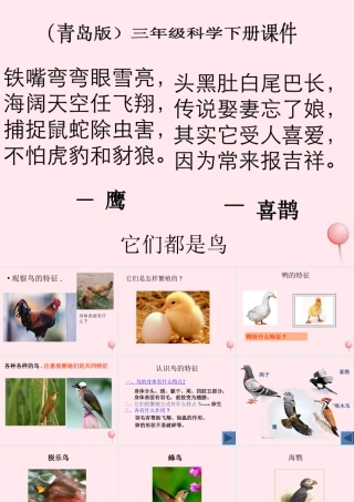 三年级科学下册 第四单元 第16课《它们都是鸟》课件2 青岛版五四制-青岛版小学三年级下册自然科学课件