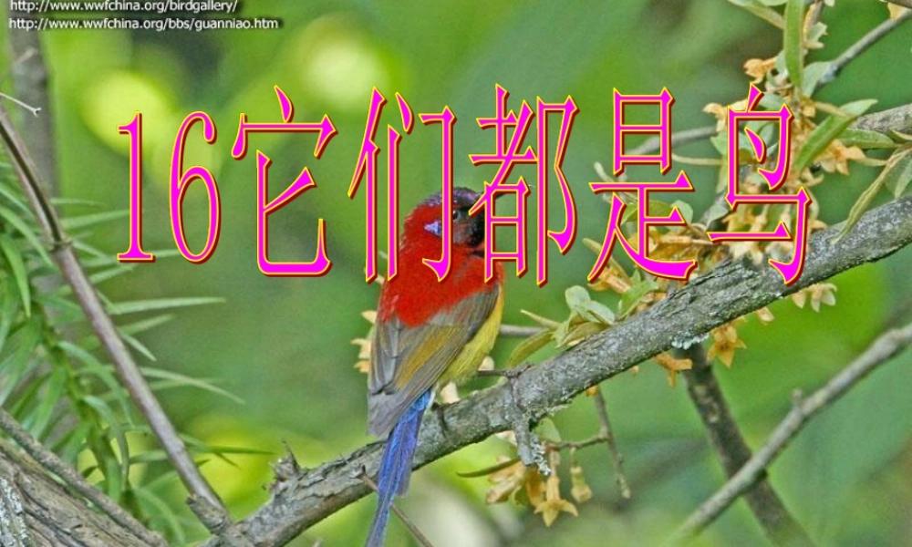 三年级科学下册 第四单元 第16课《它们都是鸟》课件3 青岛版五四制-青岛版小学三年级下册自然科学课件