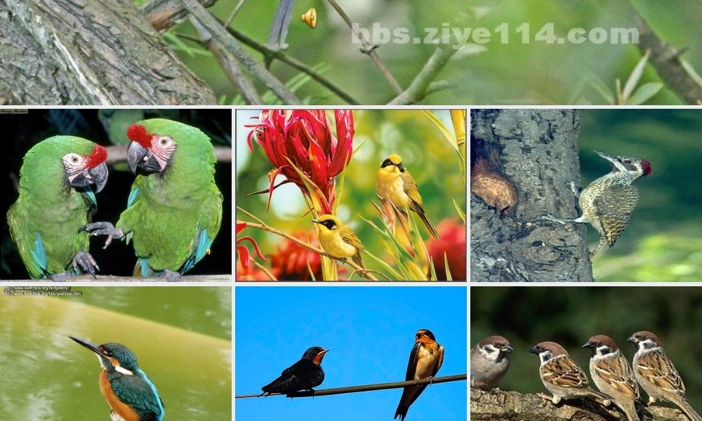 三年级科学下册 第四单元 第16课《它们都是鸟》课件3 青岛版五四制-青岛版小学三年级下册自然科学课件