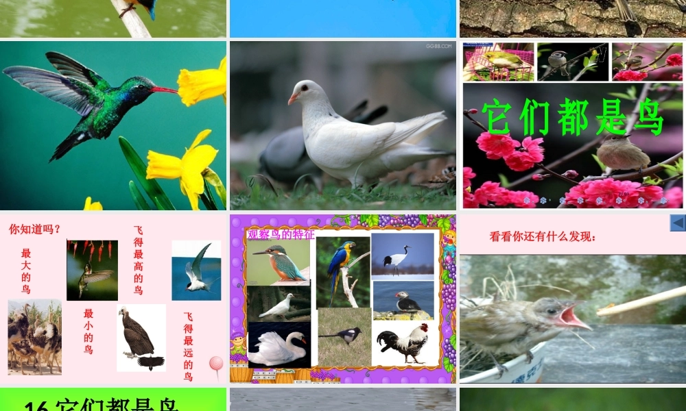 三年级科学下册 第四单元 第16课《它们都是鸟》课件3 青岛版五四制-青岛版小学三年级下册自然科学课件