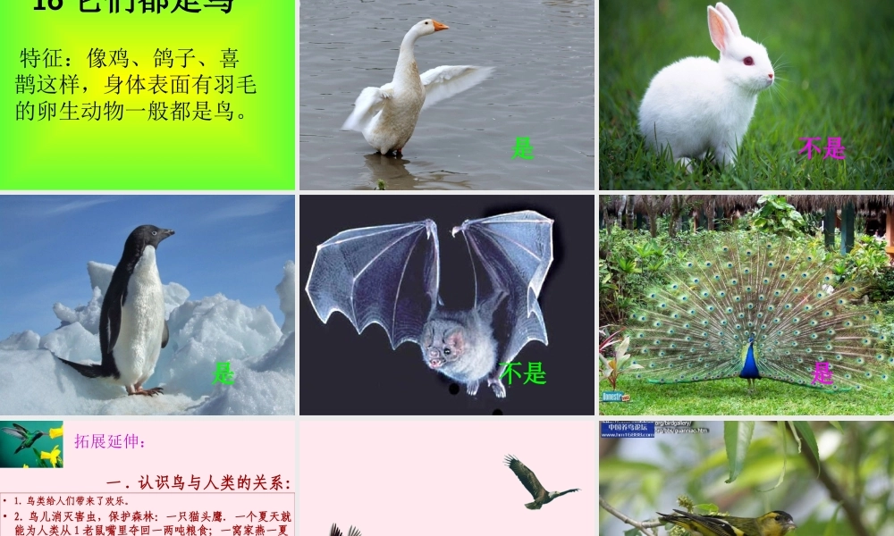 三年级科学下册 第四单元 第16课《它们都是鸟》课件3 青岛版五四制-青岛版小学三年级下册自然科学课件