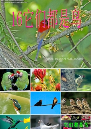 三年级科学下册 第四单元 第16课《它们都是鸟》课件3 青岛版五四制-青岛版小学三年级下册自然科学课件