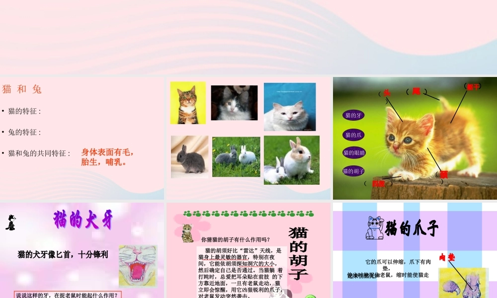 三年级科学下册 第四单元 第17课《猫和兔》课件1 青岛版五四制-青岛版小学三年级下册自然科学课件