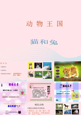 三年级科学下册 第四单元 第17课《猫和兔》课件1 青岛版五四制-青岛版小学三年级下册自然科学课件
