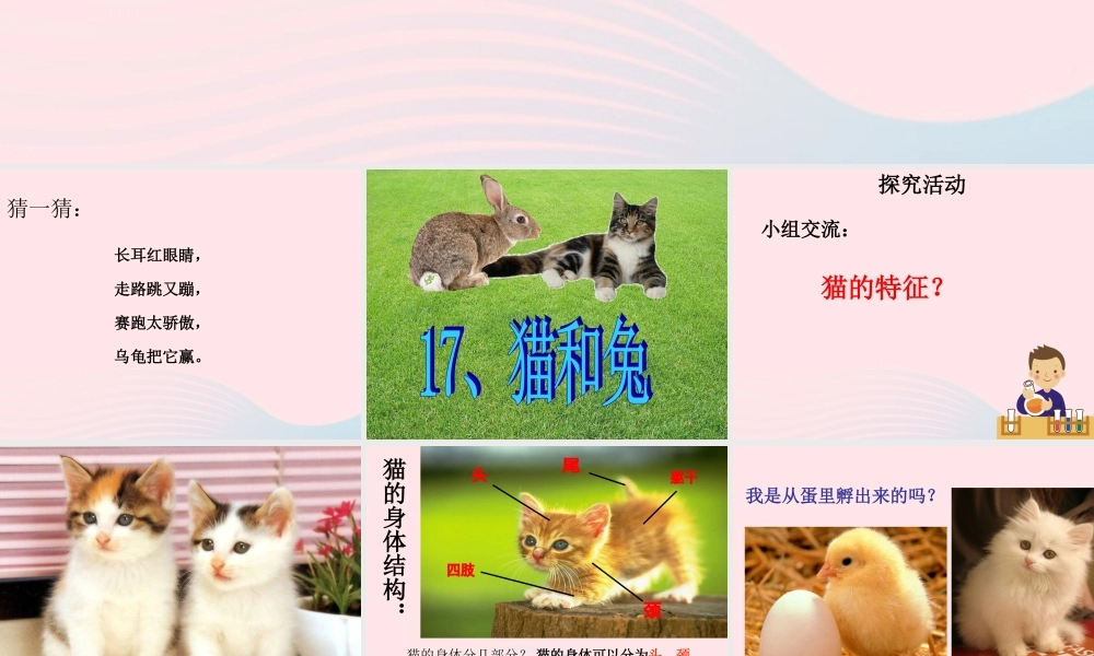 三年级科学下册 第四单元 第17课《猫和兔》课件2 青岛版五四制-青岛版小学三年级下册自然科学课件