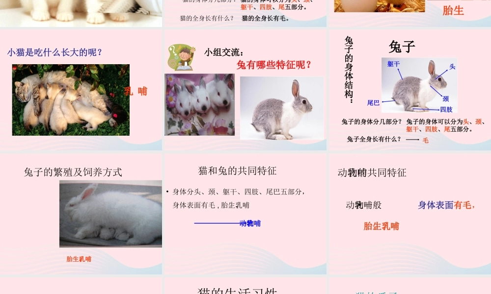 三年级科学下册 第四单元 第17课《猫和兔》课件2 青岛版五四制-青岛版小学三年级下册自然科学课件