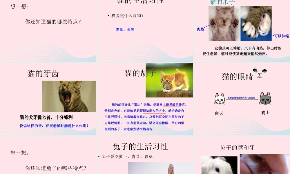 三年级科学下册 第四单元 第17课《猫和兔》课件2 青岛版五四制-青岛版小学三年级下册自然科学课件